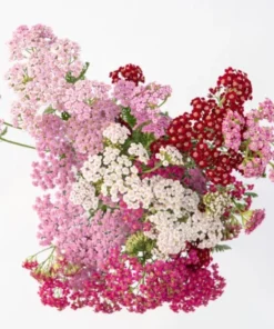 Achillea Yarrow Flowerburst Fruit Bowl Live Plant Plug Starter 1-3