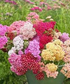 Achillea Yarrow Flowerburst Fruit Bowl Live Plant Plug Starter 1-3