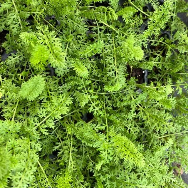 Achillea Yarrow Flowerburst Fruit Bowl Live Plant Plug Starter 1-3" Tall - Image 9