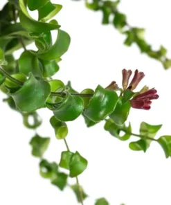 Aeschynanthus Radicans Curly Lipstick Vine Live Plant 5-8 Inch Tall - Image 4