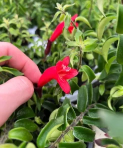 Aeschynanthus Radicans Curly Lipstick Vine Live Plant 5-8 Inch Tall - Image 6