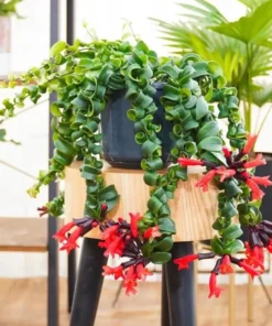 Aeschynanthus Radicans Curly Lipstick Vine Live Plant 5-8 Inch Tall - Image 1