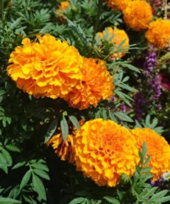 African Marigold Orange Live Starter Plants – Pack of 3 – 3-5 Inch Tall – Outdoor Flowers - Image 10