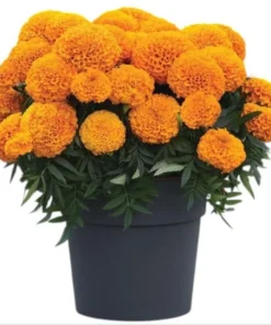 African Marigold Orange Live Starter Plants – Pack of 3 – 3-5 Inch Tall – Outdoor Flowers - Image 2