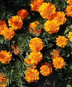 African Marigold Orange Live Starter Plants – Pack of 3 – 3-5 Inch Tall – Outdoor Flowers - Image 3