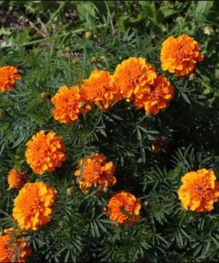 African Marigold Orange Live Starter Plants – Pack of 3 – 3-5 Inch Tall – Outdoor Flowers - Image 4