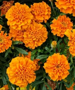 African Marigold Orange Live Starter Plants – Pack of 3 – 3-5 Inch Tall – Outdoor Flowers - Image 1