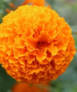 African Marigold Orange Live Starter Plants – Pack of 3 – 3-5 Inch Tall – Outdoor Flowers - Image 5