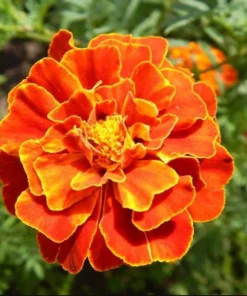 African Marigold Orange Live Starter Plants – Pack of 3 – 3-5 Inch Tall – Outdoor Flowers - Image 7
