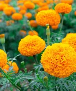 African Marigold Orange Live Starter Plants – Pack of 3 – 3-5 Inch Tall – Outdoor Flowers - Image 8