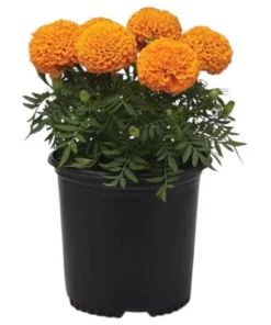 African Marigold Orange Live Starter Plants – Pack of 3 – 3-5 Inch Tall – Outdoor Flowers - Image 9