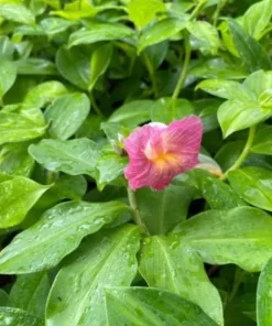 African Princess Ginger Live Plant – Rose Flowering Costus – 5-8" Tall Tropical - Image 2