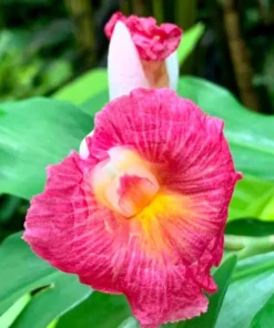 African Princess Ginger Live Plant – Rose Flowering Costus – 5-8