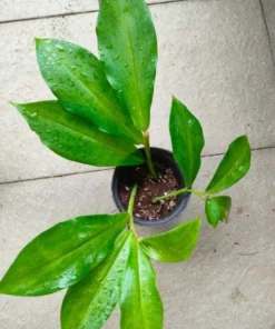 African Princess Ginger Live Plant – Rose Flowering Costus – 5-8