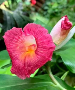African Princess Ginger Live Plant – Rose Flowering Costus – 5-8