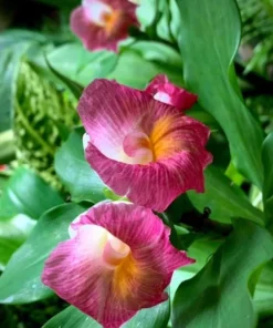 African Princess Ginger Live Plant – Rose Flowering Costus – 5-8" Tall Tropical - Image 1