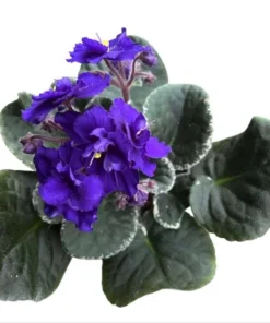 African Violet Live Plant – Blue Blooming Houseplant – 3-5 Inch Tall, 4 Inch Pot - Image 3