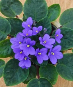 African Violet Live Plant – Blue Blooming Houseplant – 3-5 Inch Tall, 4 Inch Pot - Image 5
