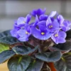 African Violet Live Plant – Blue Blooming Houseplant – 3-5 Inch Tall, 4 Inch Pot - Image 1