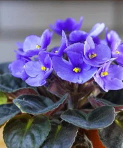 African Violet Live Plant – Blue Blooming Houseplant – 3-5 Inch Tall, 4 Inch Pot - Image 1