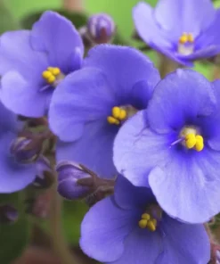 African Violet Live Plant, Blue Blooming Indoor Houseplant, 3-5 Inch Tall, 4 Inch Pot - Image 3