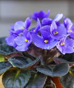 African Violet Live Plant, Blue Blooming Indoor Houseplant, 3-5 Inch Tall, 4 Inch Pot - Image 4