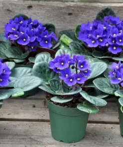 African Violet Live Plant, Blue Blooming Indoor Houseplant, 3-5 Inch Tall, 4 Inch Pot - Image 6