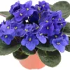 African Violet Live Plant, Blue Blooming Indoor Houseplant, 3-5 Inch Tall, 4 Inch Pot - Image 1