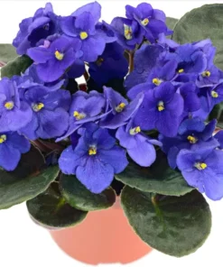 African Violet Live Plant, Blue Blooming Indoor Houseplant, 3-5 Inch Tall, 4 Inch Pot - Image 1