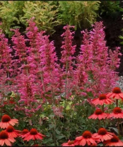 Agastache Morello Live Plant Plug - 1-3 inch Pink Hyssop Starter - Image 10