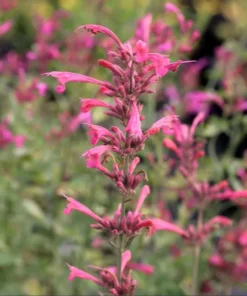 Agastache Morello Live Plant Plug - 1-3 inch Pink Hyssop Starter - Image 3