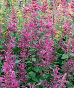 Agastache Morello Live Plant Plug - 1-3 inch Pink Hyssop Starter - Image 5