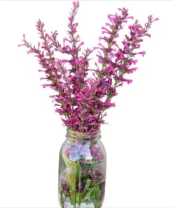 Agastache Morello Live Plant Plug - 1-3 inch Pink Hyssop Starter - Image 8