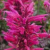 Agastache Morello Live Plant Plug - 1-3 inch Pink Hyssop Starter - Image 1