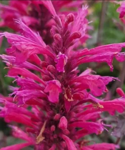 Agastache Morello Live Plant Plug - 1-3 inch Pink Hyssop Starter - Image 1