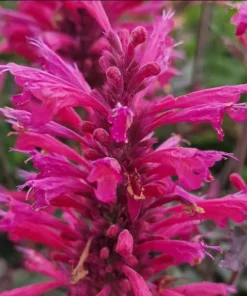 Agastache Morello Live Plant Plugs - Pink Hummingbird Mint Starter Plants, 2 Pack, 1-3" Tall - Image 2