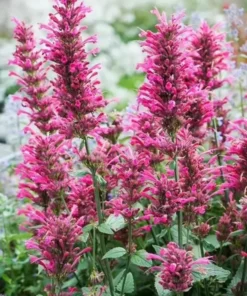 Agastache Morello Live Plant Plugs - Pink Hummingbird Mint Starter Plants, 2 Pack, 1-3