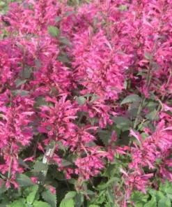 Agastache Morello Live Plant Plugs - Pink Hummingbird Mint Starter Plants, 2 Pack, 1-3