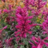 Agastache Morello Live Plant Plugs - Pink Hummingbird Mint Starter Plants, 2 Pack, 1-3" Tall - Image 1