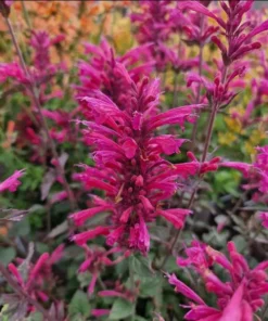 Agastache Morello Live Plant Plugs - Pink Hummingbird Mint Starter Plants, 2 Pack, 1-3" Tall - Image 1