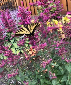 Agastache Morello Live Plant Plugs - Pink Hummingbird Mint Starter Plants, 2 Pack, 1-3