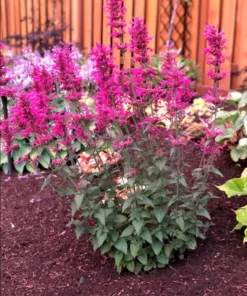 Agastache Morello Live Plant Plugs - Pink Hummingbird Mint Starter Plants, 2 Pack, 1-3