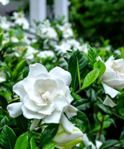 Aimee Gardenia Live Plant – Fragrant Double White Flowers Bush – 9-12 Inch Tall Shrub - Image 2