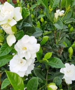 Aimee Gardenia Live Plant – Fragrant Double White Flowers Bush – 9-12 Inch Tall Shrub - Image 3