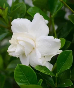 Aimee Gardenia Live Plant – Fragrant Double White Flowers Bush – 9-12 Inch Tall Shrub - Image 4