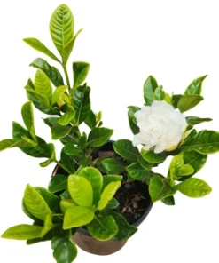 Aimee Gardenia Live Plant – Fragrant Double White Flowers Bush – 9-12 Inch Tall Shrub - Image 6