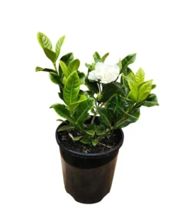 Aimee Gardenia Live Plant – Fragrant Double White Flowers Bush – 9-12 Inch Tall Shrub - Image 7