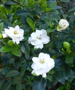 Aimee Gardenia Live Plant – Fragrant Double White Flowers Bush – 9-12 Inch Tall Shrub - Image 8