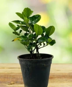 Aimee Gardenia Live Plant – Fragrant Double White Flowers Bush – 9-12 Inch Tall Shrub - Image 9