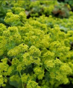 Alchemilla Thriller Plugs Live Plants - Set of 4 Lady's Mantle Perennials, 1-3
